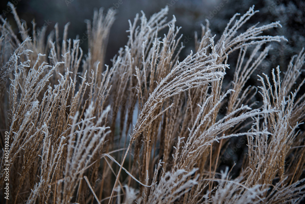 Fototapeta premium Rauhreif 