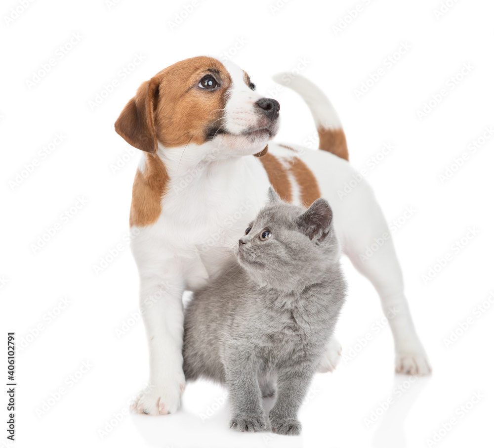 Jack russell terrier puppy hugs tiny scottish kitten. Pets look in different directions. isolated on white background