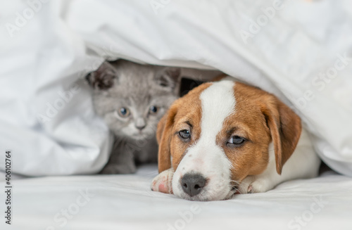 Sad Jack russell terrier puppy and kitten lying together under warm blanket on a bed © Ermolaev Alexandr