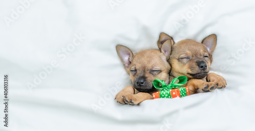 Two Toy terrier puppies sleep under a warm white blanket on a bed at home with gift box. Top down view. Empty space for text