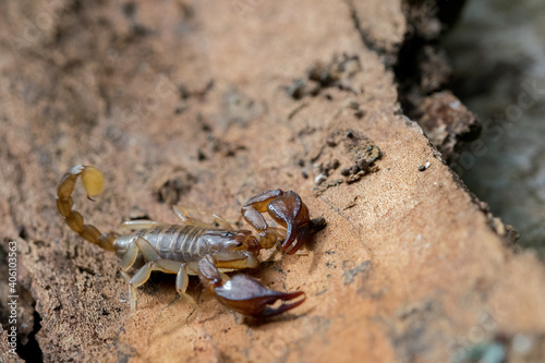 High angle shot of scorpion on a tree log in Maltese Island photo