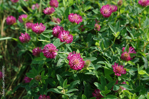 A close up of wild red clover on the meadow, copy space. Thickets of a purple-red flowers of zigzag clover (Trifolium medium) in the field on a sunny morning