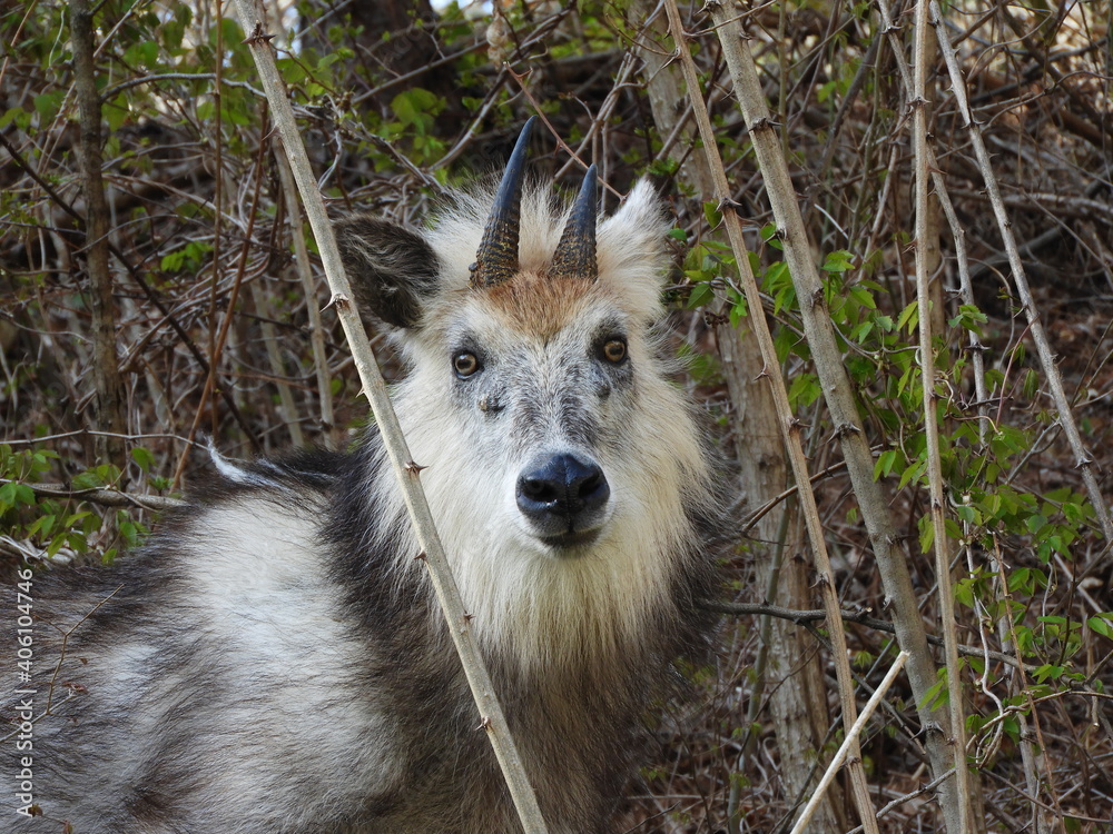 Fototapeta premium ニホンカモシカ・４月・秋田市
