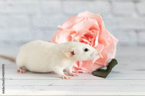 Decorative cute white rat sits next to a rose flower. On the background of a white brick wall. A close-up of a rodent.
