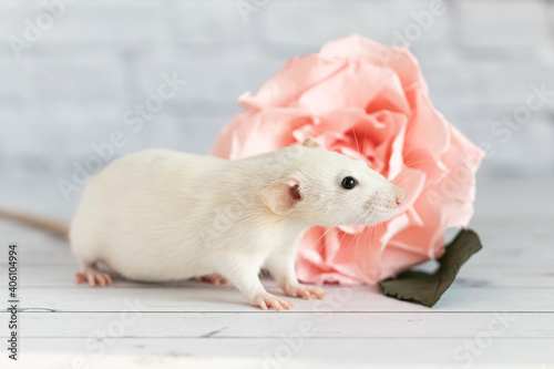 Decorative cute white rat sits next to a rose flower. On the background of a white brick wall. A close-up of a rodent.