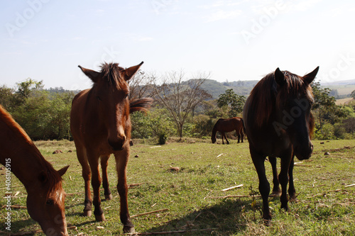 horses in the field