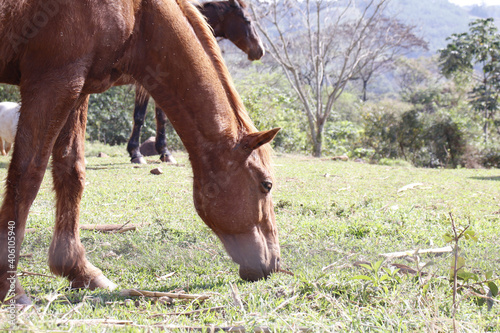 horse and foal