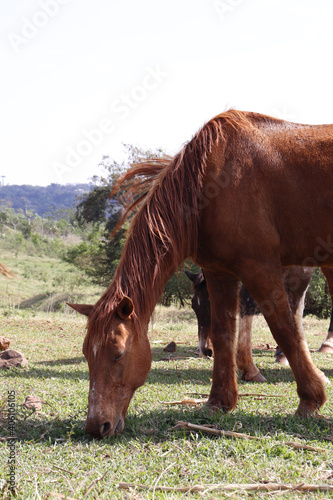 horse eating grass