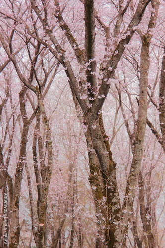 日本の桜　ピンクの空気に染まる