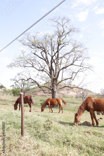 horses in the field