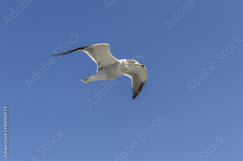 close up view of seagull flying in blue sky