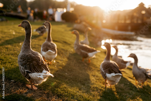 Fotografering flock of birds ducks walks on the grass at sunset