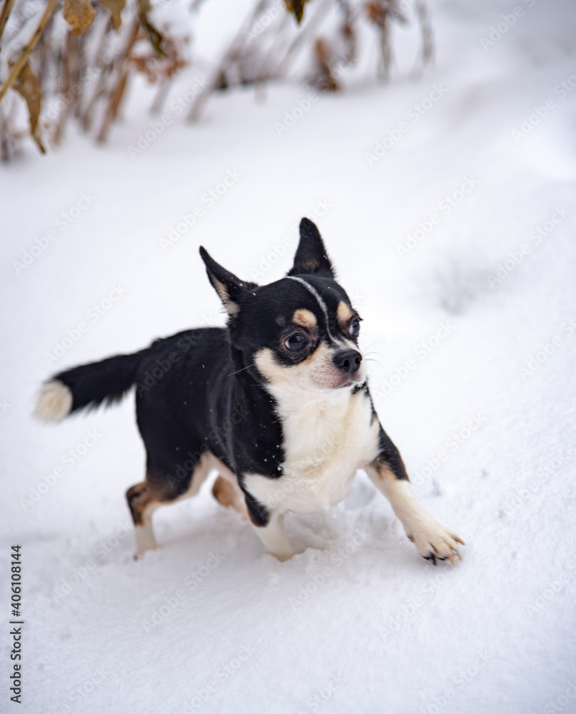 A small black and white dog, a chihuahua, runs through fresh snow on a cloudy winter day.