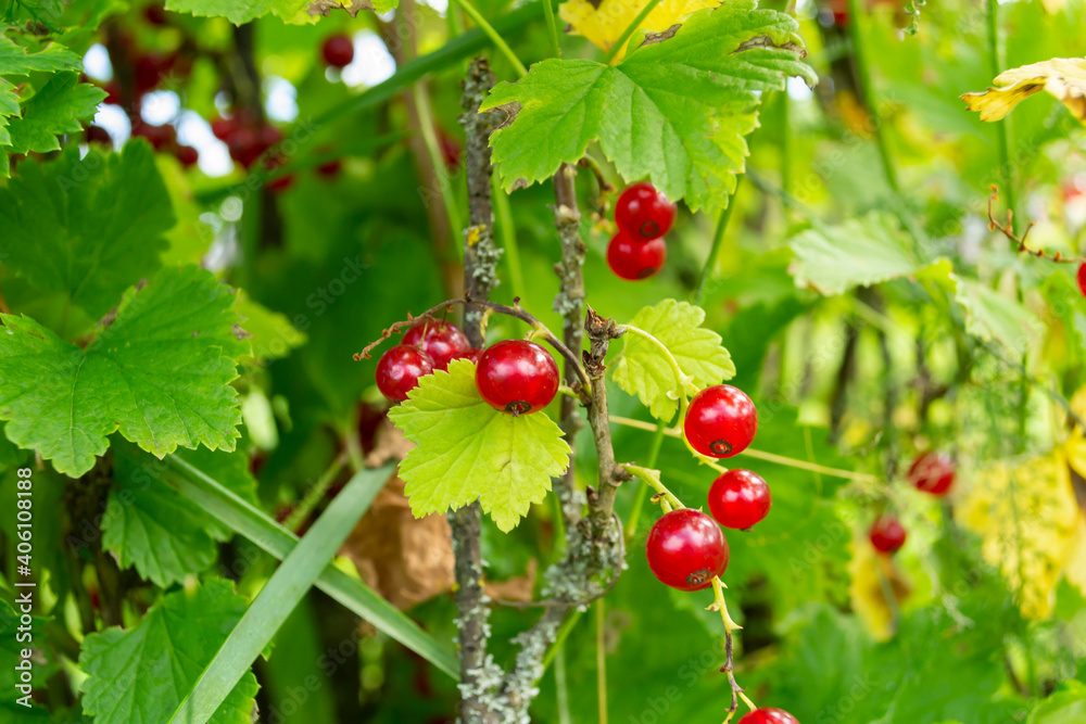 red currant on a bush red currant on a bush