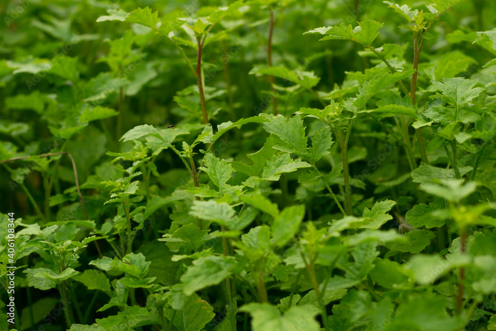 green grass close up green grass close up