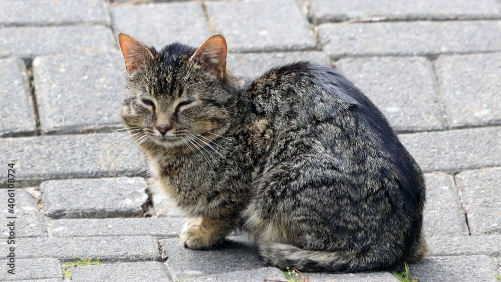 house cat on cobblestone looling, tabby
house cat on cobblestone looling, tabby