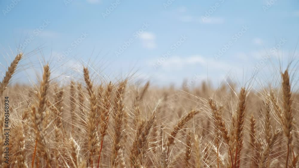 agriculture. ears of wheat on the field a during sunset. wheat agriculture harvesting agribusiness farm concept. large wheat field. large harvest of wheat in summer on the field landscape agriculture. ears of wheat on the field a during sunset. wheat agriculture harvesting agribusiness farm concept. large wheat field. large harvest of wheat in summer on the field landscape