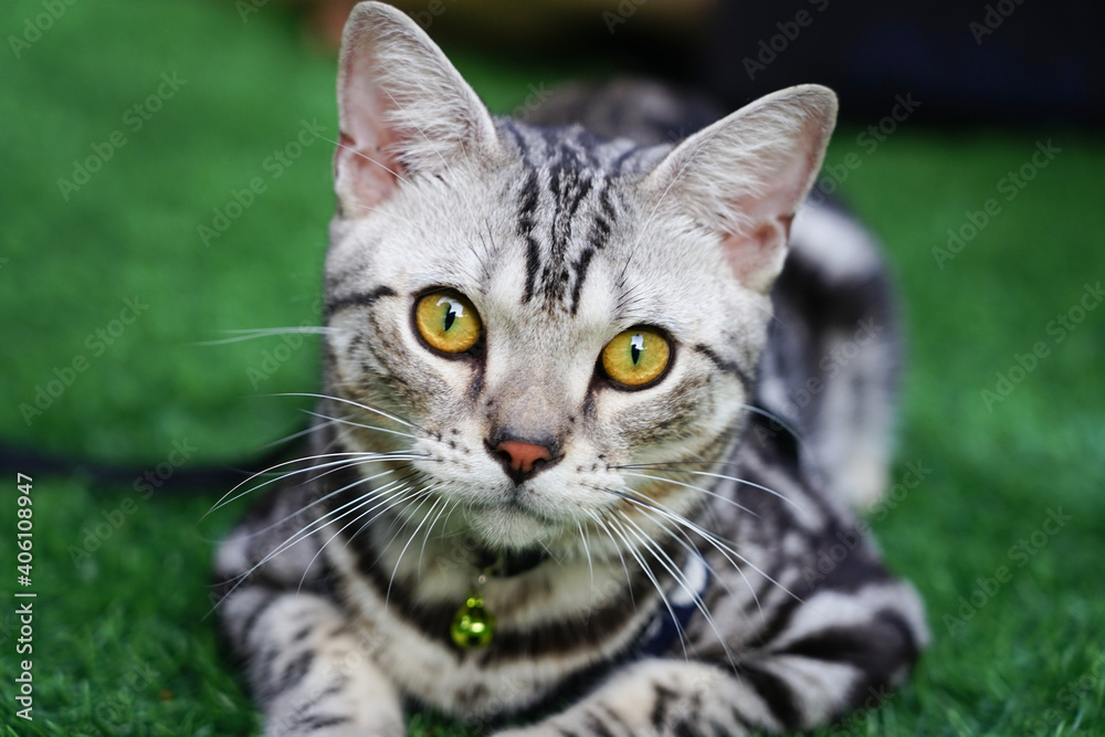 Selective focus face of American Shorthair cute cat, the eyes looking at the camera cute pet relaxing on green grass Selective focus face of American Shorthair cute cat, the eyes looking at the camera cute pet relaxing on green grass