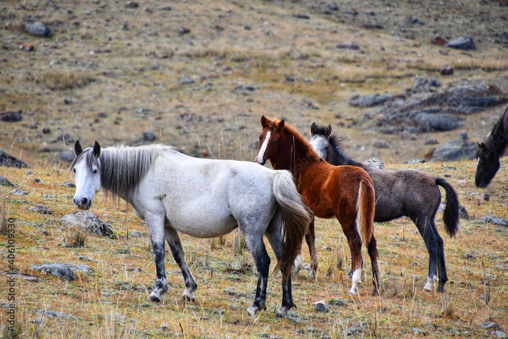 Obraz premium Wild horses mom with foals in the field in autumn Altai mountains, Russia