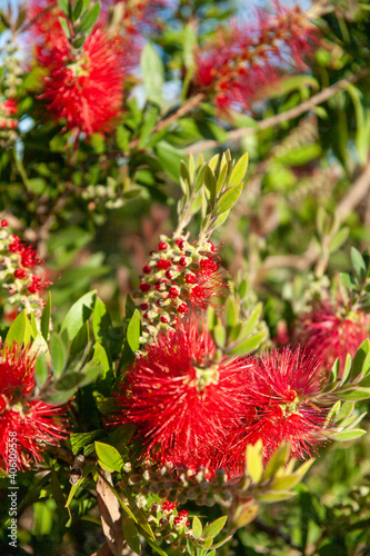 Spanish grown flower Callistemon Little John or dwarf bottlebrush .