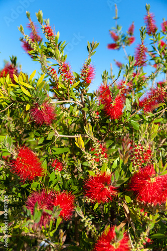 Spanish grown flower Callistemon Little John or dwarf bottlebrush .