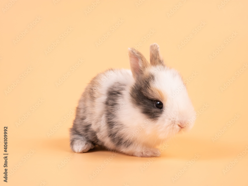 Brown adorable baby rabbit on yellow background. Cute baby rabbit. Brown adorable baby rabbit on yellow background. Cute baby rabbit.