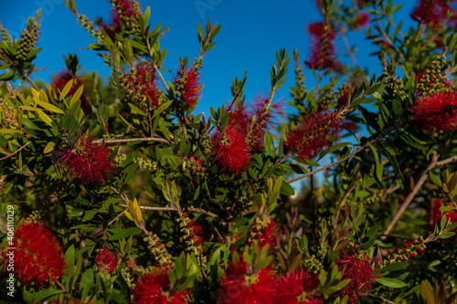 Spanish grown flower Callistemon Little John or dwarf bottlebrush .