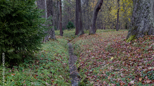 Autumn forest with fallen foliage and many trees