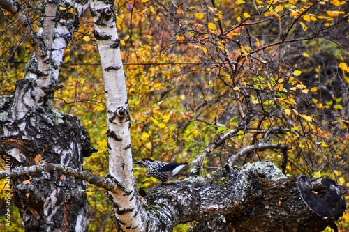 A bird on the birch tree in Altay mountains forest, Russia