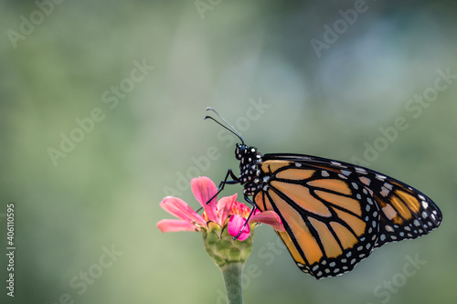 Monarch Butterfly  Danaus plexippuson  on pink zinnia flower with soft green background