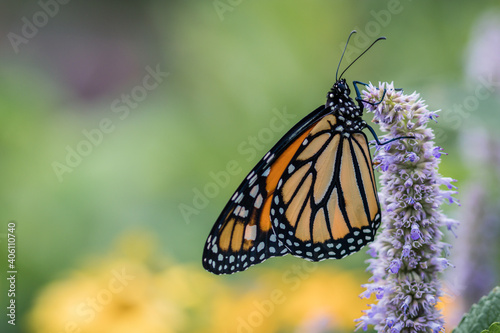 Monarch Butterfly  Danaus plexippuson  on lavendar Hyssopus officinalis flower