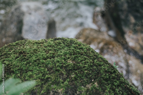 Close up shot of a mossy rock by the riverside in the jungle.