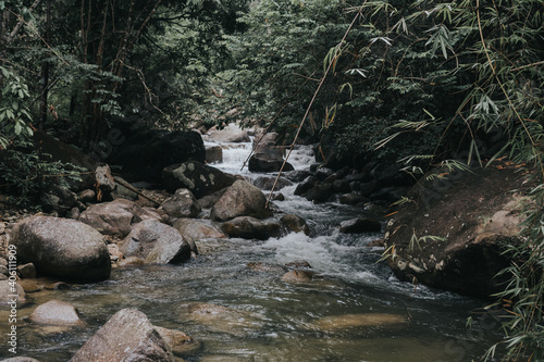 Amazing view of the rain forest stream.