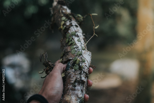 Close up shot of a man's hand holding a dried branch for campfire setup during camping session in the jungle.