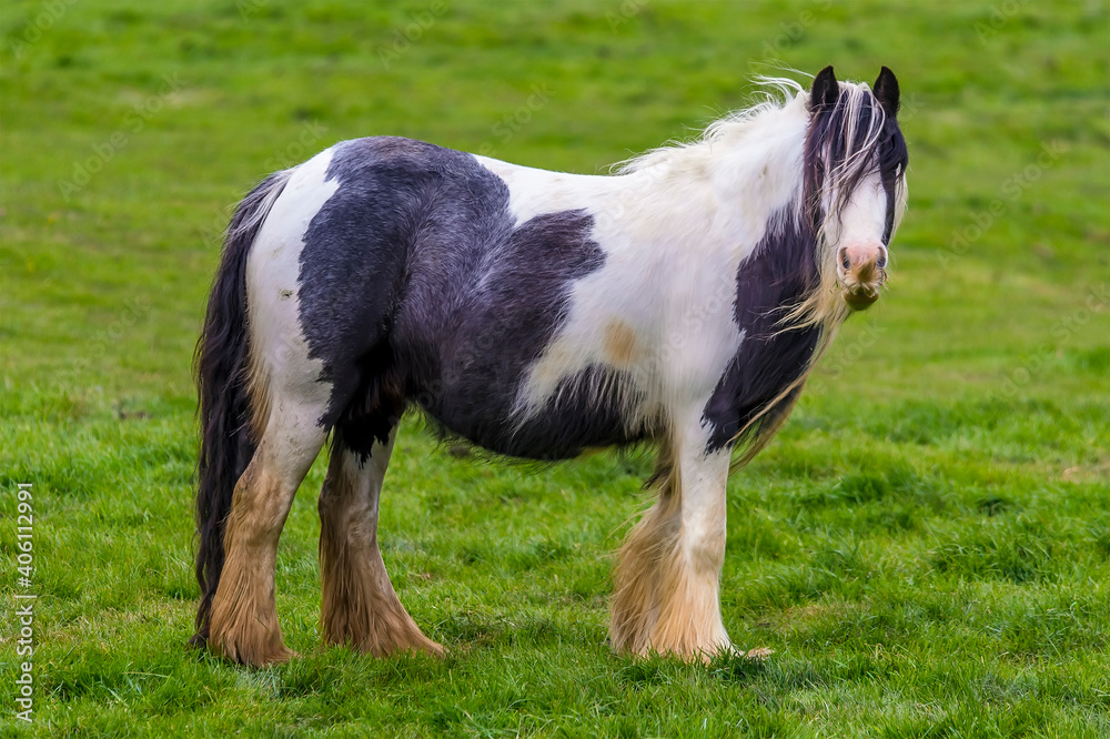 A piebald, gypsy horse in a field near Market Harborough, Leicestershire, UK A piebald, gypsy horse in a field near Market Harborough, Leicestershire, UK