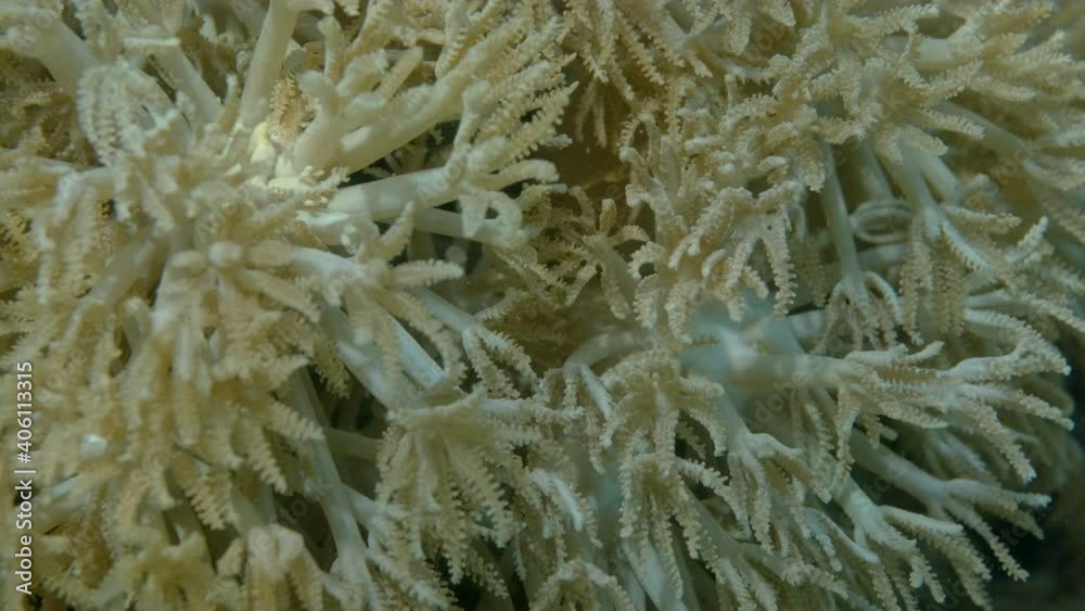 Details of the soft coral polips. Extreme close-up of the soft coral polips on the reef. Natural underwater background. Pom Pom Xenia or Pulse Coral (Xenia umbellata) Details of the soft coral polips. Extreme close-up of the soft coral polips on the reef. Natural underwater background. Pom Pom Xenia or Pulse Coral (Xenia umbellata)