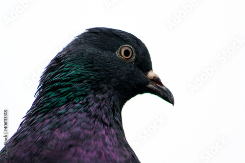 pigeon isolated on black