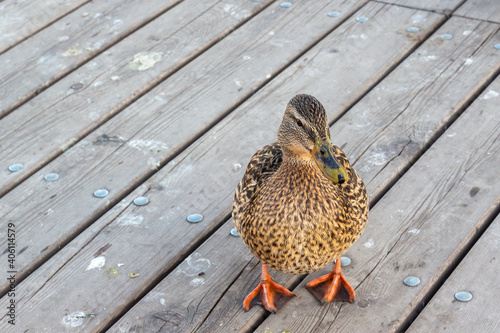 Wild female mallard duck on wooden pier
