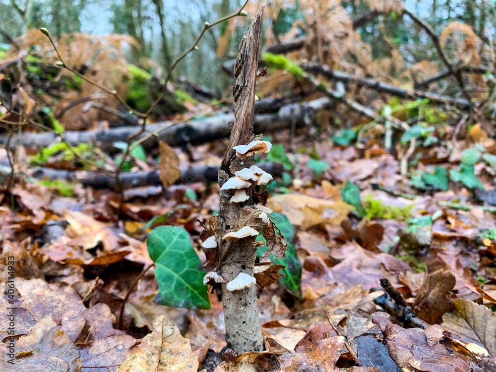 Obraz premium Green moss plastering the fallen tree log. Bokeh blurry defocused background