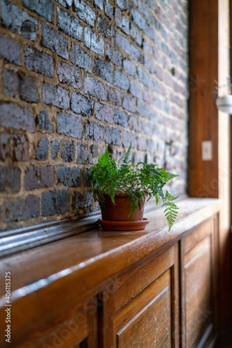 plant on shelf with brick wall