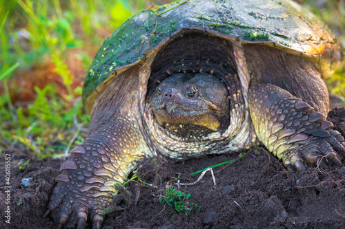 Common snapping turtle in Ontario coming out to lay eggs at the side of the road photo