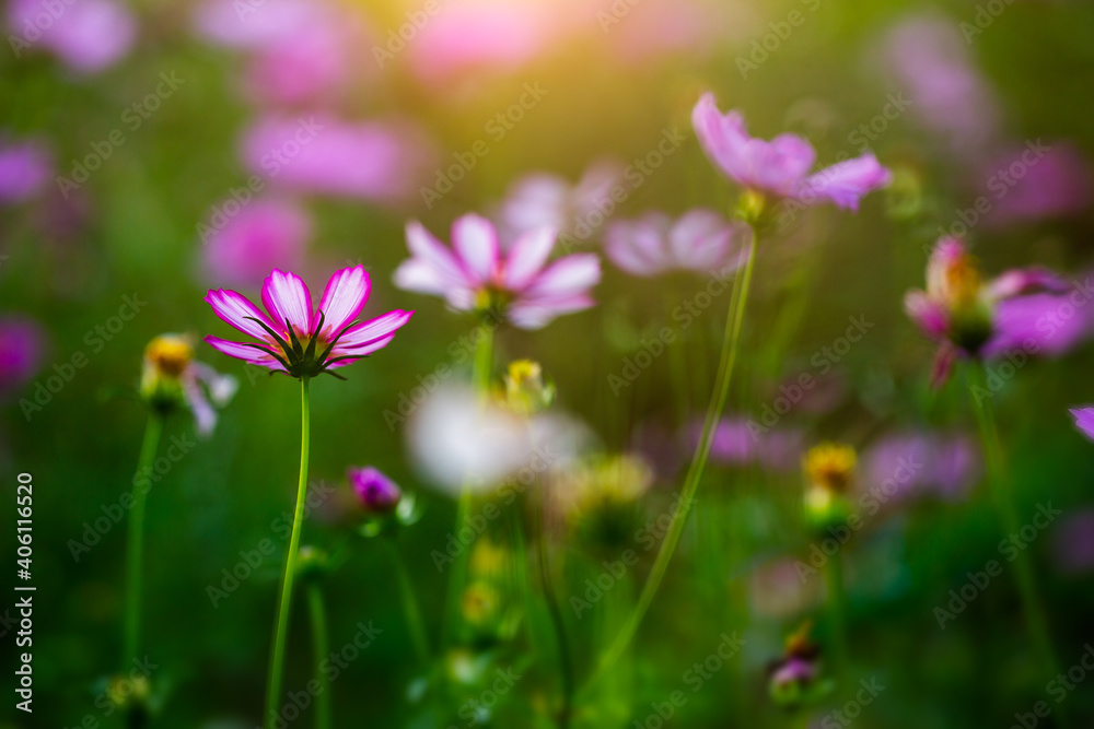 Cosmos flowers beautiful in the garden