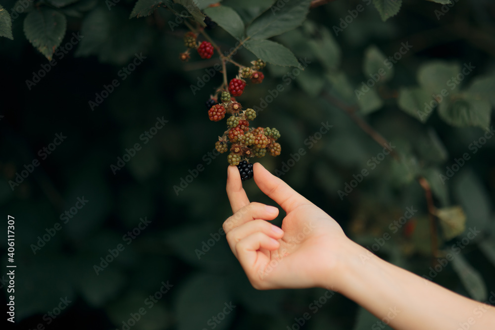 Hands Picking The Ripe Blackberries from a Bush