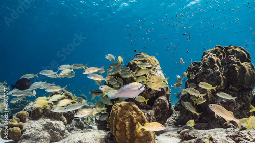 School of Grunts in shallow water of coral reef  in Caribbean Sea, Curacao with coral photo