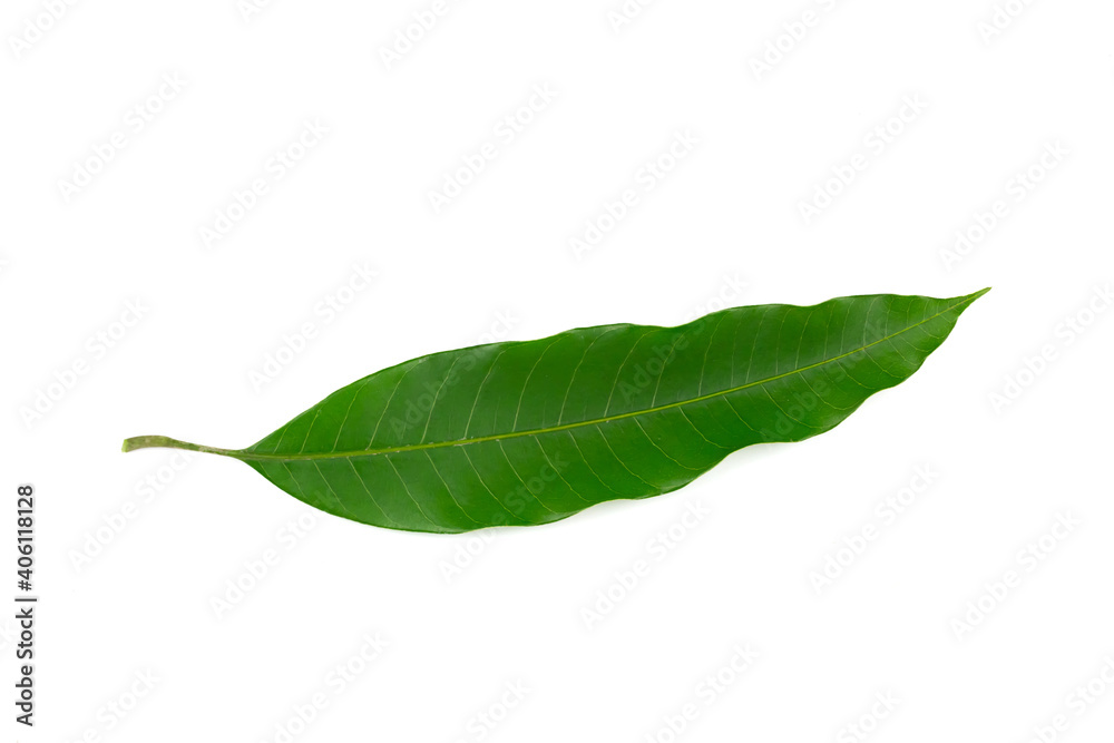 Fototapeta premium Mango leaf isolated on white background. 