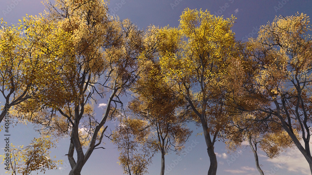 Fototapeta premium 秋 紅葉 林 快晴