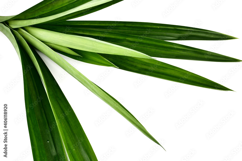 Obraz premium Fresh Pandan leaves or screw pine leaves isolated on white background.concept food and beverage of healthy natural From green herbs