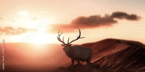 silhouette Deer standing on top of the mountain with sunset.