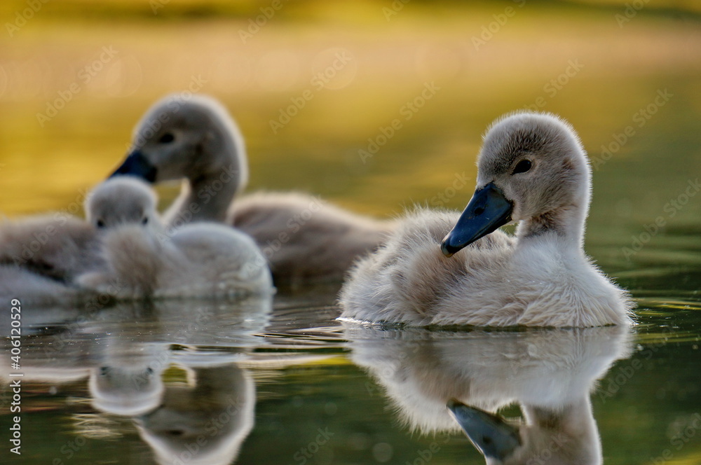 Little swans on the lake, enjoying the first rays of the sun - Kuchajda, Bratislava, Slovakia, Europe Little swans on the lake, enjoying the first rays of the sun - Kuchajda, Bratislava, Slovakia, Europe
