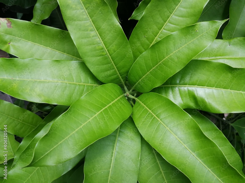 Fototapeta premium Close-up of mango tree leaves